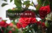 八字正印多为何一事无成