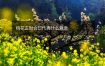 桃花正财合印代表什么意思