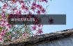 建禄格有财无正官